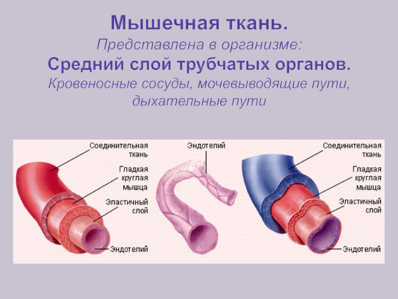 Мышечная ткань. Представлена в организме: Средний слой трубчатых органов. Кровеносные сосуды, мочевыводящие пути, дыхательные
